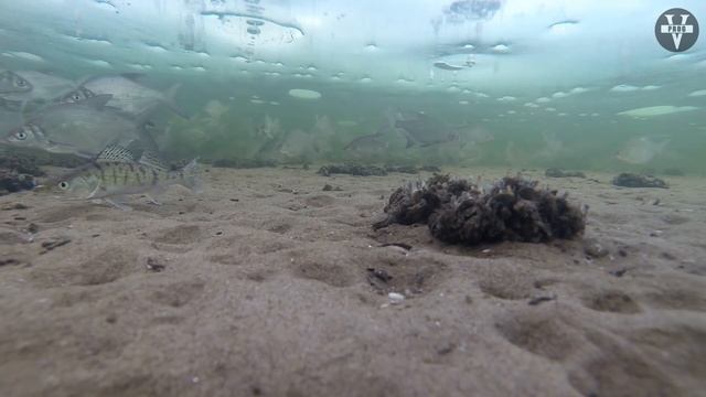 Рыба на Крючке