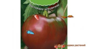 Томат обыкновенный Черная лакомка ? обзор: как сажать, семена томата Черная лакомка