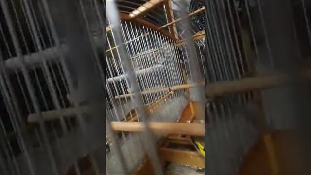 Щегол чир чир бой с тенью смотреть онлайн