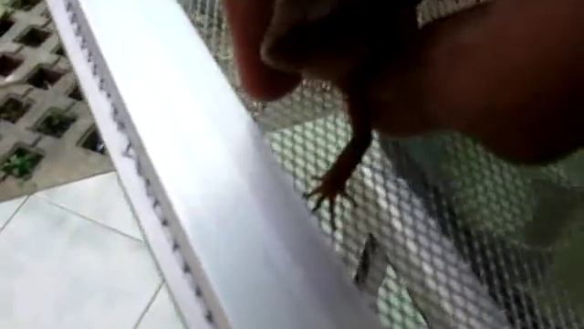 My Tribolonotus Gracilis " Drill!" смотреть онлайн