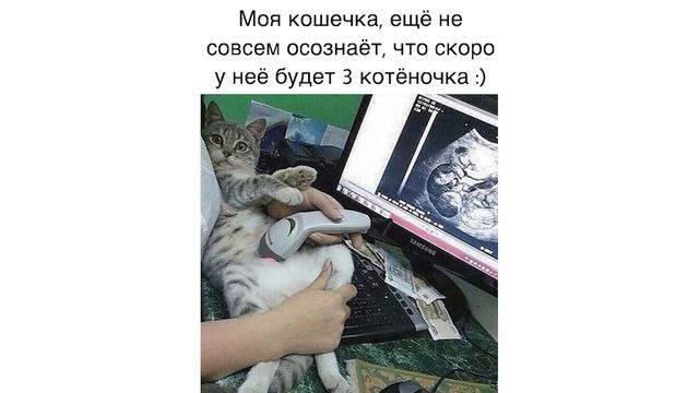 Приколы с котами. ЛУЧШЕЕ ЗА МАРТ 2021 | Мемозг смотреть онлайн