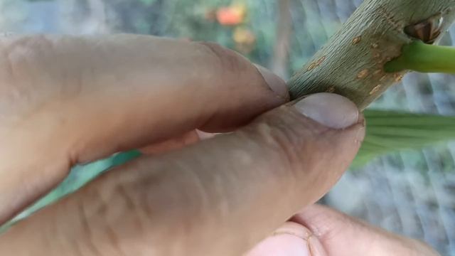 Прививка почки вверх ногами \ Bud grafting upside down смотреть онлайн