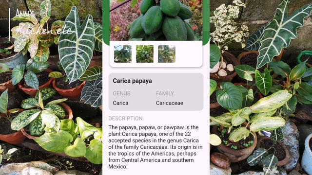 How to Identify Plant Names | BEST Plant ID App Free смотреть онлайн