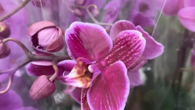 В Бауцентр привезли орхидеи. Попугай, Дикий Кот, Пират Пикоти, Мальвина, шикарные биг липы .. смотреть онлайн