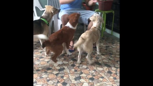 Our Fosters Try to Play with Tennis Balls смотреть онлайн
