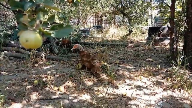 Пополнение - появились утята :) Новая Жизнь РоМашки смотреть онлайн