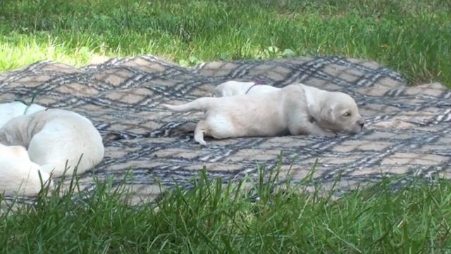 Golden retriever puppies - 12days old/щенки ретривера - 12 дней смотреть онлайн