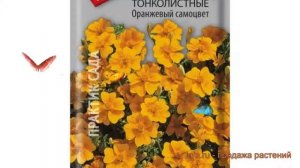 Бархатцы тонкая Оранжевый самоцвет ? обзор: как сажать, семена бархатцев Оранжевый самоцвет
