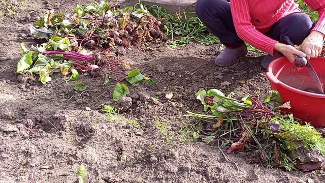 Как делать грядку, как выкапывать свеклу, урожай свеклы #помощь #жизнь #доступнаясреда #любовь