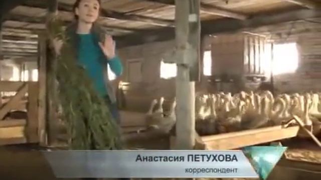 Гранты и субсидии для сельского бизнеса смотреть онлайн