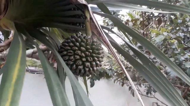 dracena baby e os frutos maduro de dracena draco смотреть онлайн