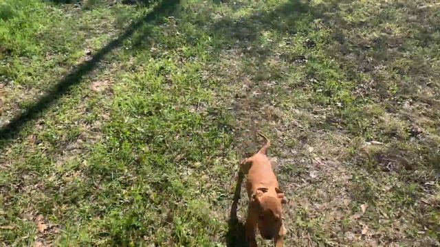 REDBOY JOCKO PUPS WHOLE GANG RUNNING LOOSE PART 1 смотреть онлайн