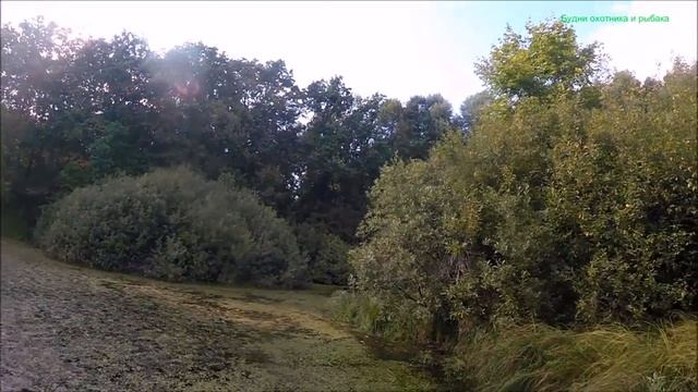 Разведка мест обитания бобра.Не смог добыть 13-ю утку (Будни охотника и рыбака) смотреть онлайн