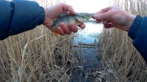 Преднерестовый жор окуня на реке весной. Рыбалка на спиннинг в марте