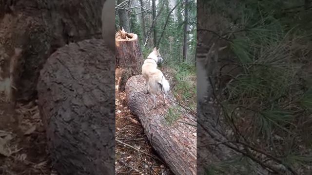 Охота за соболем смотреть онлайн