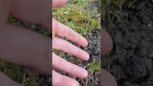 Жимолость зацветает. Аврора, Хонейби, Синий утёс 11.04.21 смотреть онлайн