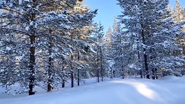 Жубревы, как привидения. То появляются, то исчезают// Обзор видео// смотреть онлайн