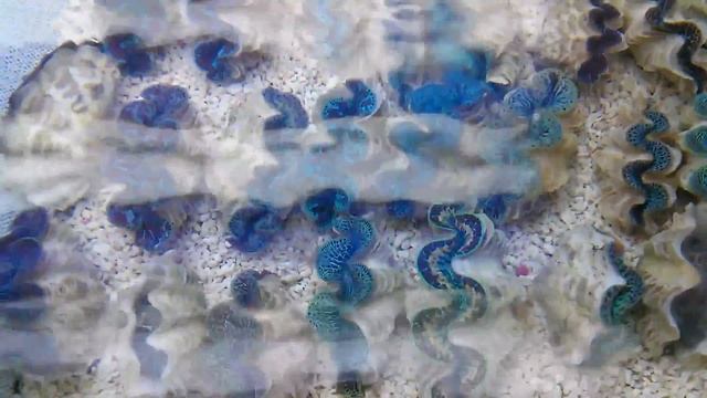 Tridacna Maxima Ultra und Blau смотреть онлайн