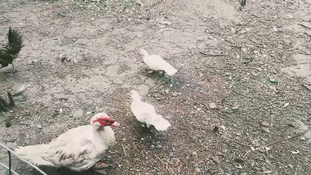 Индоутки, Гуси / Субботник. / #Коптильня своими руками, #Коптим бройлеров смотреть онлайн