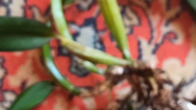 Правильное деление и посадка , орхидея Cattleya labiata rubra . смотреть онлайн