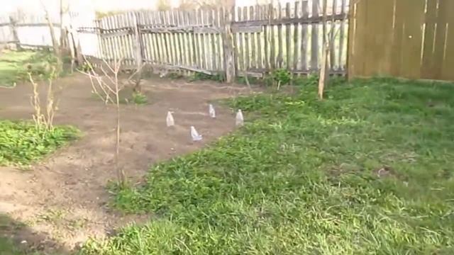 Продам участок 25соток с.Старая Котельня Житом.обл. смотреть онлайн