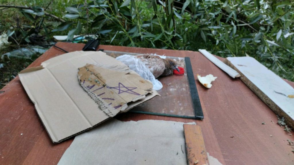 Робзи фигня