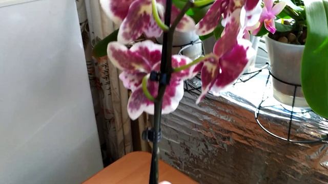 Новая орхидея. Красивая орхидея биг лип. Уход за орхидеей после покупки. смотреть онлайн