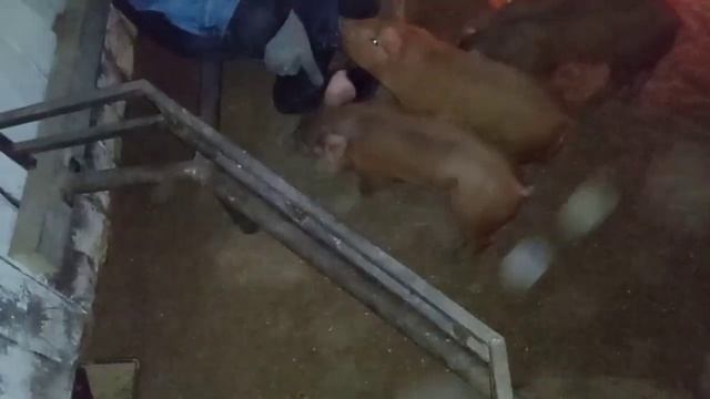 Прикорм поросят. Ждем поросят от Буси. Маленькие дюрки кушают кашу