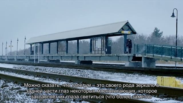 Почему глаза кошек и некоторых других животных светятся в темноте смотреть онлайн