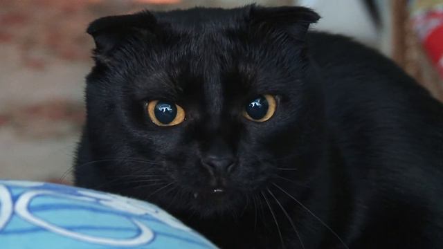 Саблезубый кот смотреть онлайн