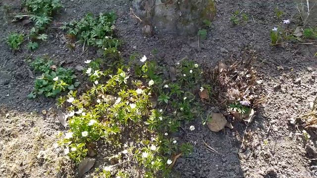 Цветение весенних цветов в апреле смотреть онлайн