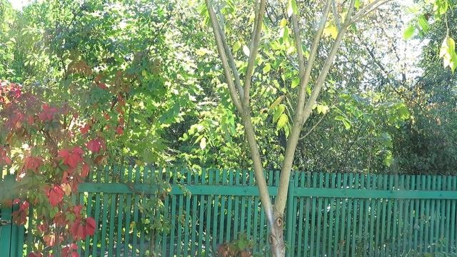 Нас снова обворовали! Маньчжурский орех даже не попробовали, зато полюбовались рыжей воровкой. смотреть онлайн