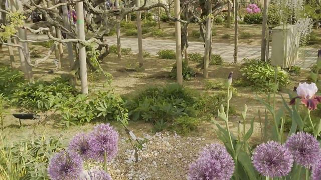 Ashikaga Flower Park/Westeria Wonderland(Part1) смотреть онлайн