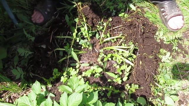 Картофель ( веерное окучивание) 2 часть. смотреть онлайн