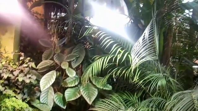 В МОСКВЕ цветут ПОДСНЕЖНИКИ в марте! Растения ХИЩНИКИ, пальмы, кактусы?в Аптекарском огороде смотреть онлайн