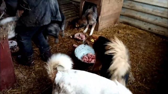 Раздача гостинцев/Приют для собак г. Ефремов смотреть онлайн