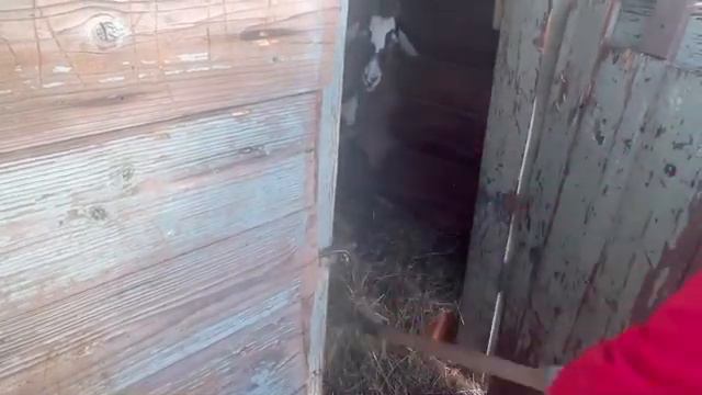 Козы//куры//собаки//весна//грязь// смотреть онлайн