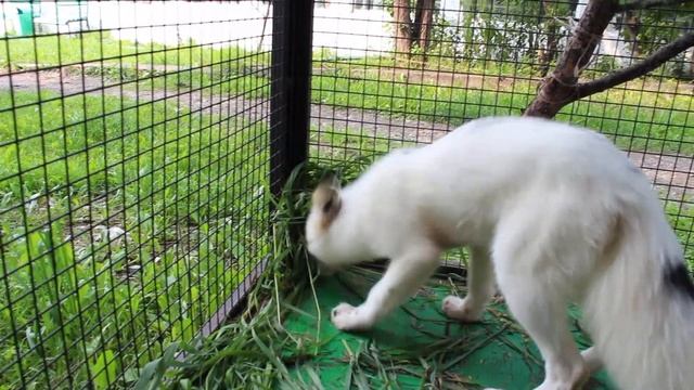 Веска делает "запасы на зиму" смотреть онлайн