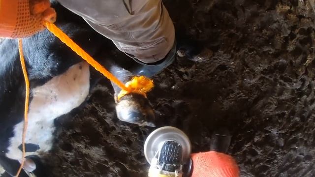 БЫКИ НА ОТКОРМЕ _ ЛЕЧИМ КОПЫТА/BULLS ON feedlot _ TREAT Hoof смотреть онлайн