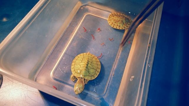 Red-eared slider eating bloodworm смотреть онлайн