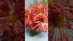 Садовая хризантема   #chrysanthemumflower #черенкихризантемы