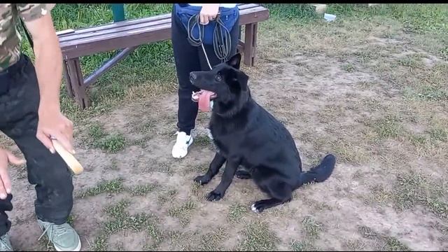 ДРЕССИРОВКА ЩЕНКА. НЕМЕЦКАЯ ОВЧАРКА смотреть онлайн