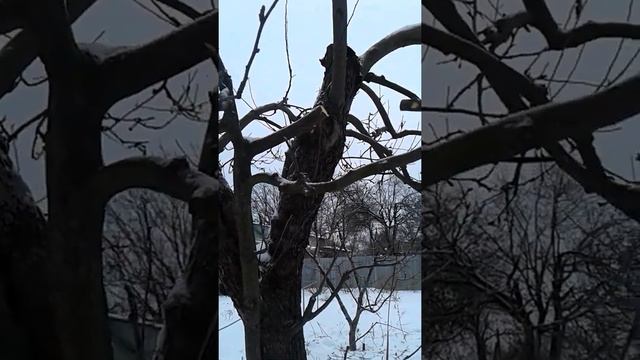 Пила садовая Cамурай (Samurai) С- 330-LH Видеообзор