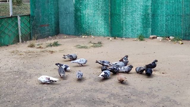 Голуби домашние. Покупка_продажа_обмен смотреть онлайн