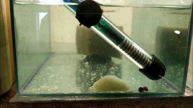 Петушки на нерест, мальки петушков и улитки катушки, личинки тернеции и барбусов смотреть онлайн