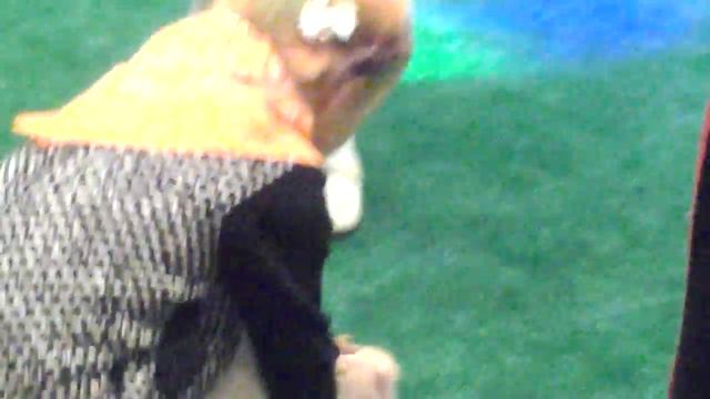 Мини и микро-пиги с детьми - 8 965 380-13-11 смотреть онлайн