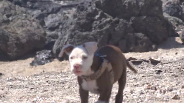 Puppy playing football in Puemape beach north of Perú ( Sony HX 400V) смотреть онлайн