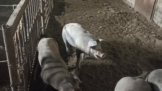 Покупка поросенка Пьетрен. смотреть онлайн