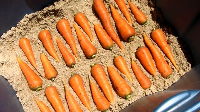 Как хранить морковь? Полезные советы. Огород без хлопот с HitsadTV смотреть онлайн