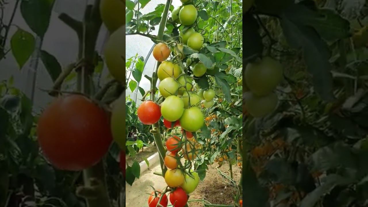 Томат созданный для консервации. Поражает обилием урожая смотреть онлайн